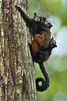 Saddle-back Tamarin (Saguinus fuscicollis) mother 