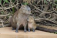 Capybara (Hydrochoerus hydrochaeris) mother and pu