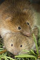 Red Tree Vole (Arborimus longicaudus) mother and t