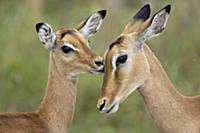 Impala (Aepycerus melampus) fawn grooming mother, 