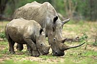 White Rhinoceros (Ceratotherium simum) mother and 