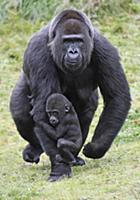 Western Lowland Gorilla (Gorilla gorilla gorilla) 