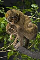 Slender Loris (Loris tardigradus) mother and baby,