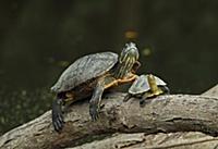 Red-eared Turtle (Trachemys scripta elegans) intro