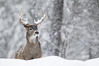 Белохвостый олень (Odocoileus virginianus) в зимне