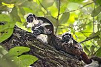 Cotton-top Tamarin (Saguinus oedipus) twins, one m