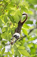 Cotton-top Tamarin (Saguinus oedipus) feeding on f