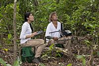 Cotton-top Tamarin (Saguinus oedipus) biologists, 