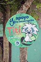 Cotton-top Tamarin (Saguinus oedipus) sign for con