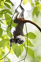 Cotton-top Tamarin (Saguinus oedipus) feeding on f