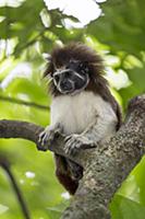 Cotton-top Tamarin (Saguinus oedipus) female with 