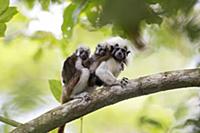 Cotton-top Tamarin (Saguinus oedipus) mother carry