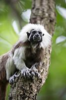 Cotton-top Tamarin (Saguinus oedipus), northern Co