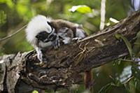 Cotton-top Tamarin (Saguinus oedipus) hunting a ka