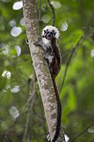 Cotton-top Tamarin (Saguinus oedipus) calling, nor