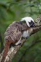 Cotton-top Tamarin (Saguinus oedipus) with trackin