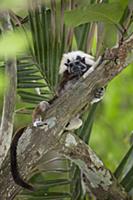 Cotton-top Tamarin (Saguinus oedipus), northern Co