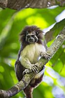 Cotton-top Tamarin (Saguinus oedipus) female with 