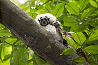 Cotton-top Tamarin (Saguinus oedipus) father with 