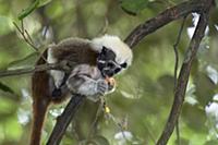 Cotton-top Tamarin (Saguinus oedipus) feeding on a