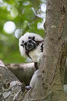 Cotton-top Tamarin (Saguinus oedipus), northern Co