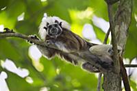 Cotton-top Tamarin (Saguinus oedipus), northern Co