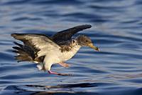 Cory’s Shearwater (Calonectris diomedea) landing, 