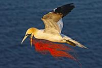 Northern Gannet (Morus bassanus) flying with fishi