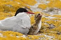 Arctic Tern (Sterna paradisaea) with begging chick