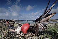 Great Frigatebird (Fregata minor) recently formed 