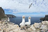 Nazca Booby (Sula granti) group on coast, Wolf Isl