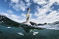 Brown Pelican (Pelecanus occidentalis) on water, U