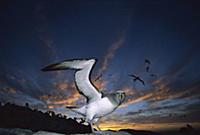 Salvin’s Albatross (Thalassarche salvini) returnin