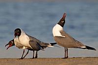 Laughing Gull (Leucophaeus atricilla) trio courtin