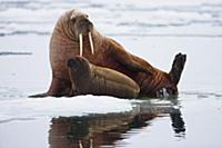 Морское млекопитающее, Морж (Odobenus rosmarus), м