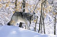 Волк (Canis lupus) в зимнем лесу, Омега-Парк (Omeg