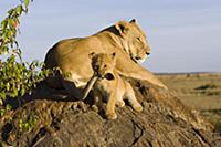 African Lion (Panthera leo) seven to eight week ol