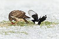 European Magpies (Pica pica) harrassing Common Buz