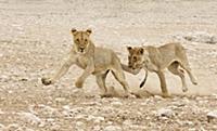 Lion (Panthera leo) two juveniles, running and pla