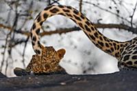 Leopard (Panthera pardus) cub grabbing mother’s ta