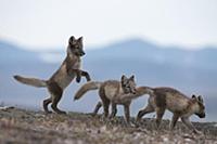 Arctic Fox (Alopex lagopus) pups playing, Wrangel 