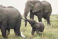 African Elephant (Loxodonta africana) calf playing