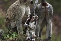 Black-faced Vervet Monkey (Cercopithecus aethiops)