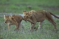 African Lion (Panthera leo) yearling cub playing w