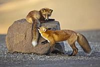 Red Fox (Vulpes vulpes) siblings playing, Denali N