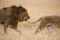 African Lion (Panthera leo) male playfully biting 