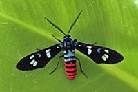 Forester Moth (Zygaenidae), Tangkoko Nature Reserv