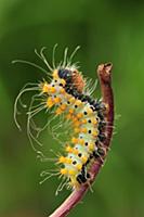 Giant Peacock Moth (Saturnia pyri) caterpillar, Sw