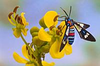 Footman Moth (Amata sp) displaying warning colorat