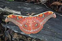 Saturniid Moth (Antheraea larissa), Lundu, Sarawak